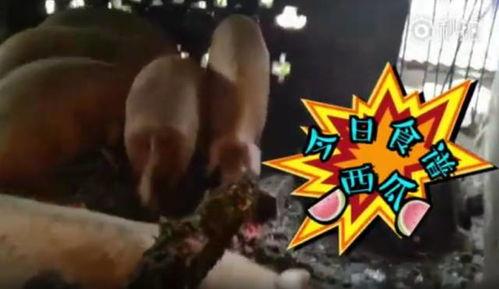 吃瓜视频四川,揭秘麻辣美食背后的故事