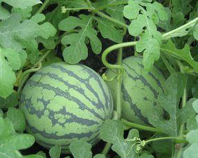 怀孕可以吃小麦瓜吗,小麦瓜的适宜与禁忌