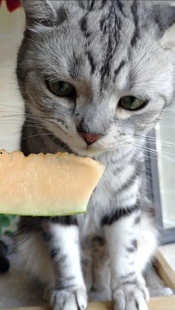 可爱猫咪吃瓜图,猫咪吃瓜萌态百出