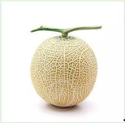 白瓷吃瓜,探寻传统瓷器中的夏日风情