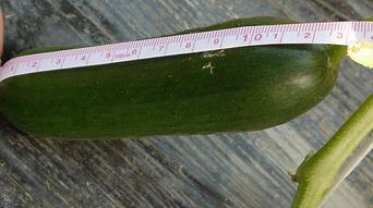 新鲜瓜在哪吃,品味新鲜瓜果的绝佳去处