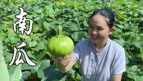 出锅吃瓜,揭秘“出锅吃瓜”背后的故事与魅力