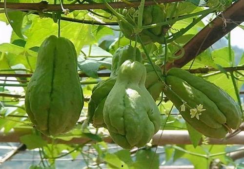 吃佛手瓜长寿吗