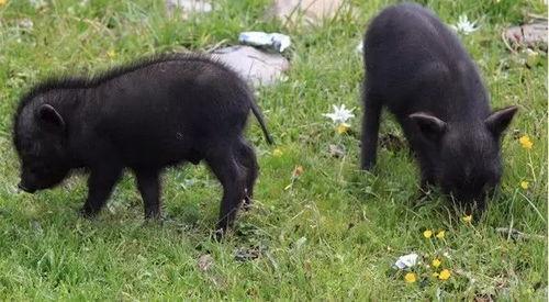 藏香猪吃绿色瓜,生态美味之旅