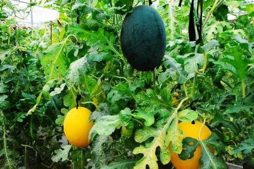 黄色吃瓜群,网络社交的暗流涌动