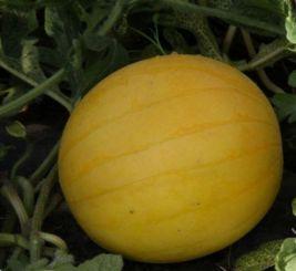 吃瓜的墨白,吃瓜群众的智慧与趣味