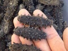 东海野瓜参怎么吃,东海野瓜参的多样食法探索