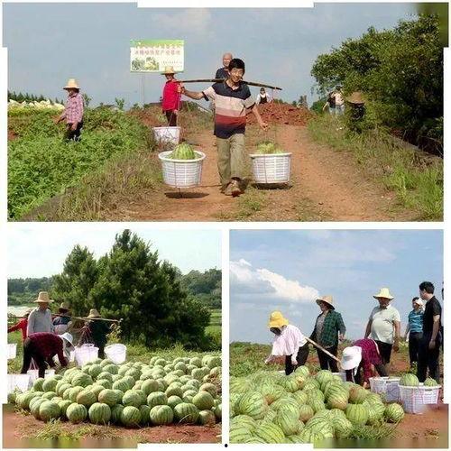龙区吃瓜,揭秘网络吃瓜背后的故事