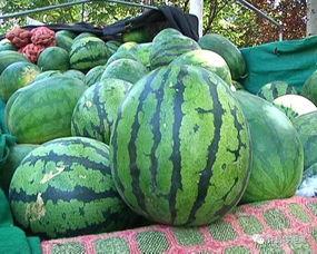 青木川看伯乐吃瓜,伯乐与瓜果的奇妙邂逅