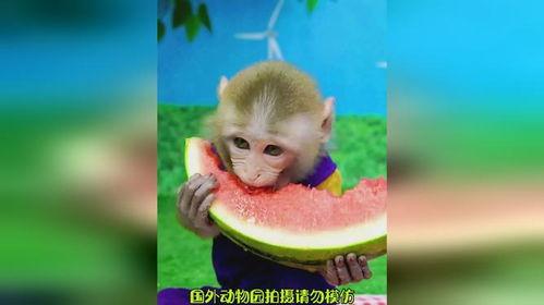 吃瓜猴子图片,趣味横生的瞬间捕捉