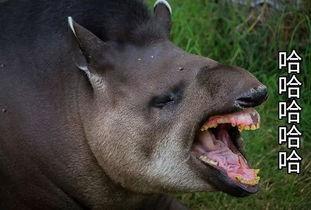 带你吃瓜野生兽,野生兽界的“吃瓜”风云