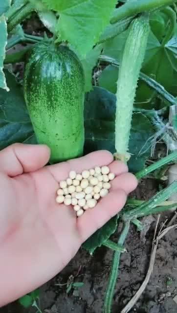 瓜花怎么吃才好,解锁美味新吃法