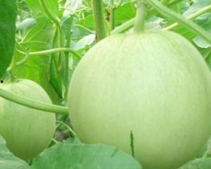 孕妇可以吃彩瓜吗,彩瓜在孕妇饮食中的适宜性探讨