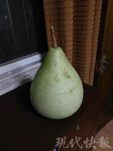 吃田瓜中毒,揭秘常见食材背后的安全隐患