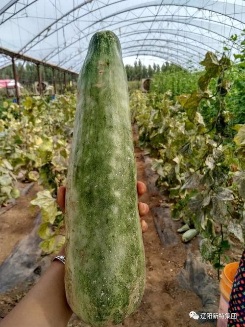 带你吃瓜带娃,解锁亲子生活新姿势