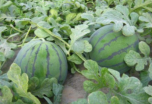 梦见在田地摘瓜吃瓜,田地摘瓜，瓜果飘香的美妙体验