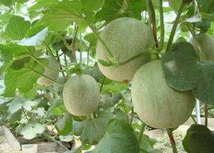 吃蜜瓜对痘痘好吗