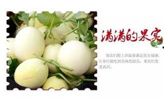 夏日很甜请你吃瓜,跟随“夏日很甜”探寻瓜果飘香之旅