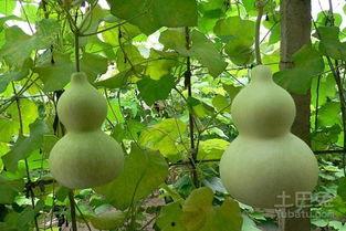 谚语吊葫芦吃瓜,智慧与收获的寓言