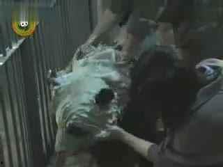 小狗吃瓜视频合集